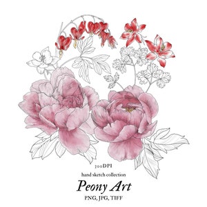Peony Art