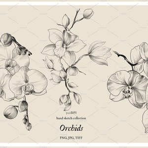 Rysunek ołówkiem orchidei_ Licencja komercyjna - do 5000 produktów końcowych na sprzedaż