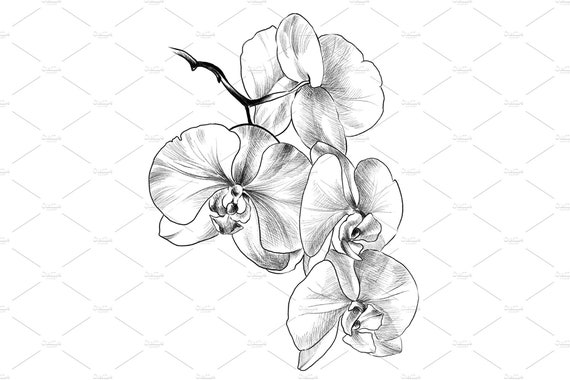 Premium Vector | Orchid flower drawing illustration