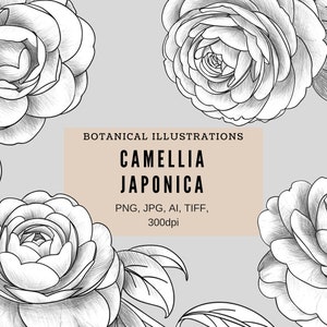 Camellia japonica
