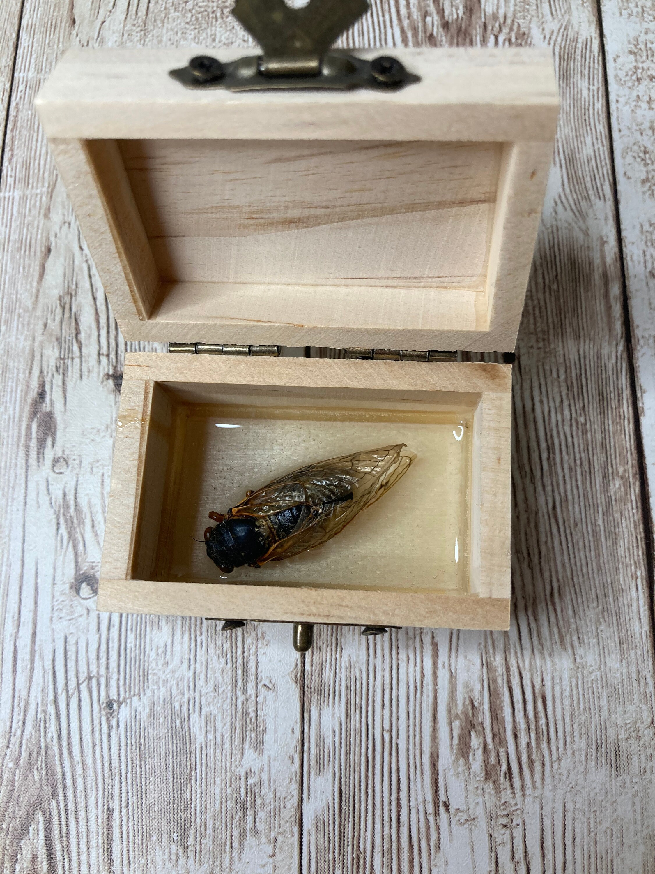 Adopt a Pet Cicada - Brood X cast in resin - natural causes, no cicad…