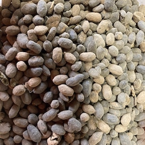 May include: A close-up shot of a pile of small, oval-shaped objects. The objects vary in color, ranging from light tan to dark gray. The texture appears rough and organic, possibly seeds or dried plant matter.