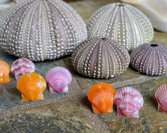 Kleine kleurrijke sint-jakobsschelp Shell Post Oorbellen