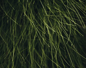 Thin grass printable
