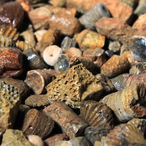 Op de afbeelding: Een close-up van een verzameling fossielen van zeedieren, waaronder koraal, schelpen en zeelelies. De fossielen zijn in verschillende tinten bruin en beige, en sommige hebben een getextureerd oppervlak.