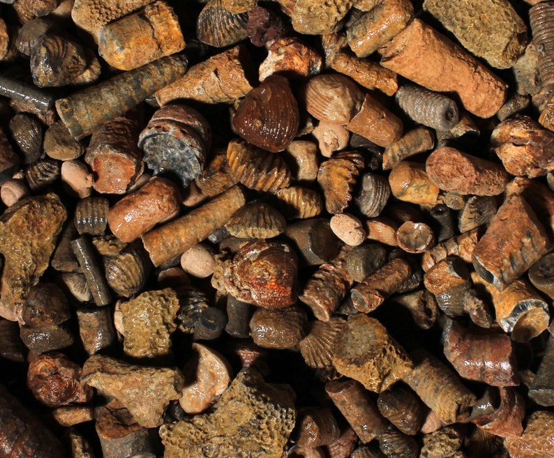 Op de afbeelding: Een close-up van een verzameling fossielen van zeedieren, waaronder verschillende soorten schelpen en koraal. De fossielen zijn een mix van bruine, beige en grijze kleuren.
