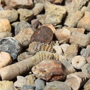 May include: A collection of fossilized sea creatures, including shells, coral, and other marine life. The fossils are various shades of brown, gray, and white.