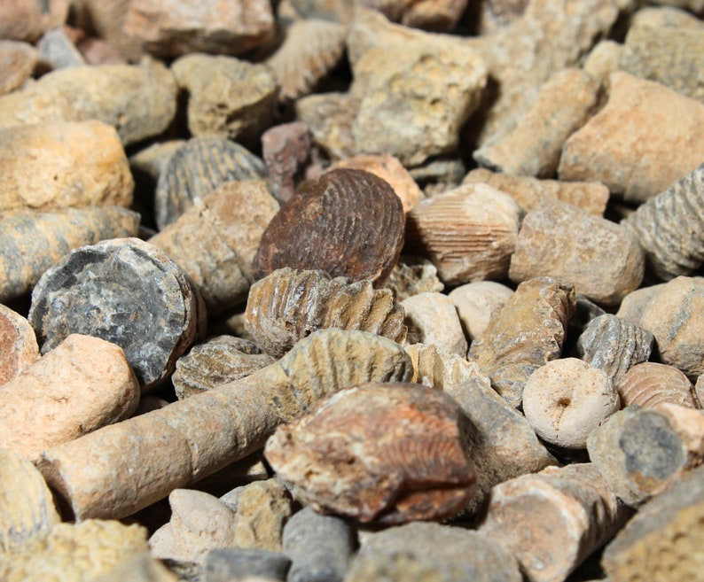 Op de afbeelding: Een verzameling fossielen van zeedieren, waaronder schelpen, koraal en ander zeeleven. De fossielen zijn in verschillende tinten bruin, grijs en wit.