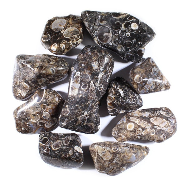 Turritella Agate Tumbled Gemstones-Agate Polished-Tumbled Gemstones-Bulk Crystals-Wholesale Crystals-Healing Crystals-Natural Turritella