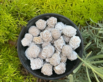 May include: A black bowl filled with a collection of small, white, rose quartz crystals. The bowl is sitting on a bed of green and brown foliage.