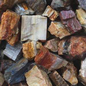 Petrified Wood | Large Rough Fossils for Tumbling | Size: 1.5&quot; - 3&quot; | 1 LB Bulk Rough Rock | Rough Petrified Wood | DecorativeStone-Lapidary