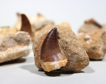 Mosasaur Tooth on Rock | Raw Fossil Hunting for Display | 75 Million Years Old | Genuine Assortment of Fossils | Bulk Lot Size