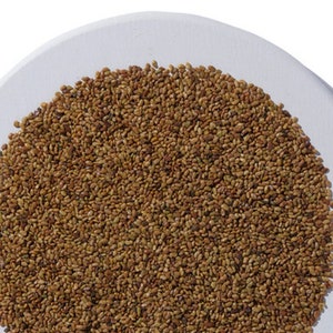 Alfalfa Sprouting Seeds | Bulk | HIGH QUALITY