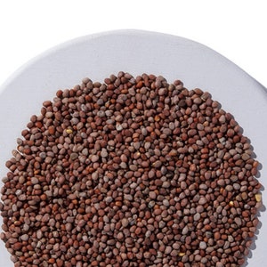 Radish Sprouting Seeds | BULK | 1LB |