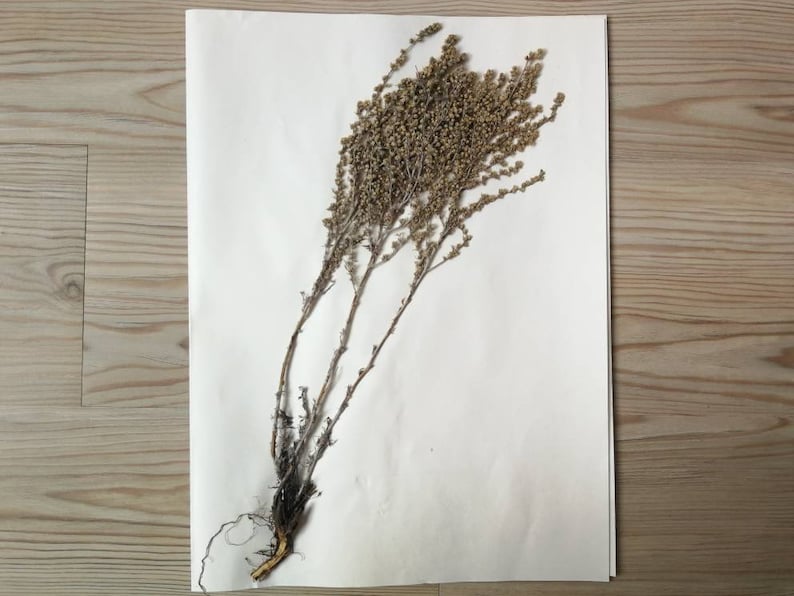 Vintage Herbarium - 1970s Real Pressed Plants - Wall Picture - W