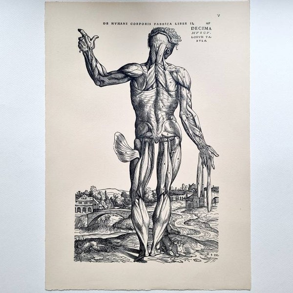 Andreas Vesalius Human Anatomy - Etsy