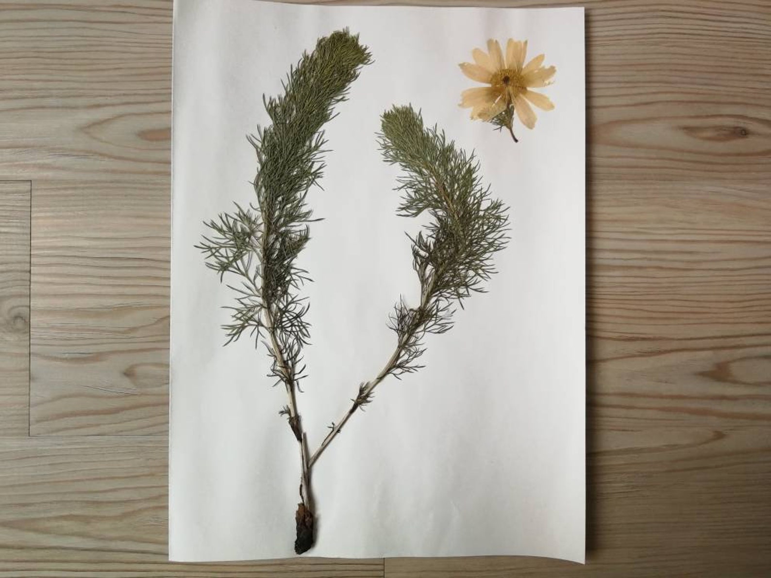 Jahrgang Herbarium 1970er Jahre echte gepresste Pflanzen Etsy