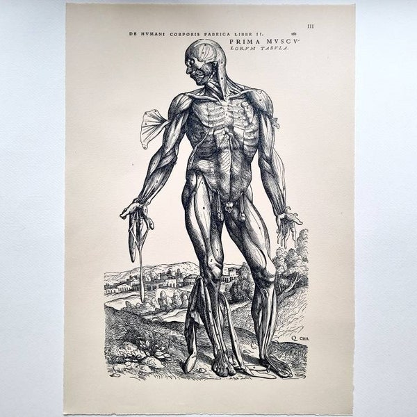 Andreas Vesalius Human Anatomy - Etsy