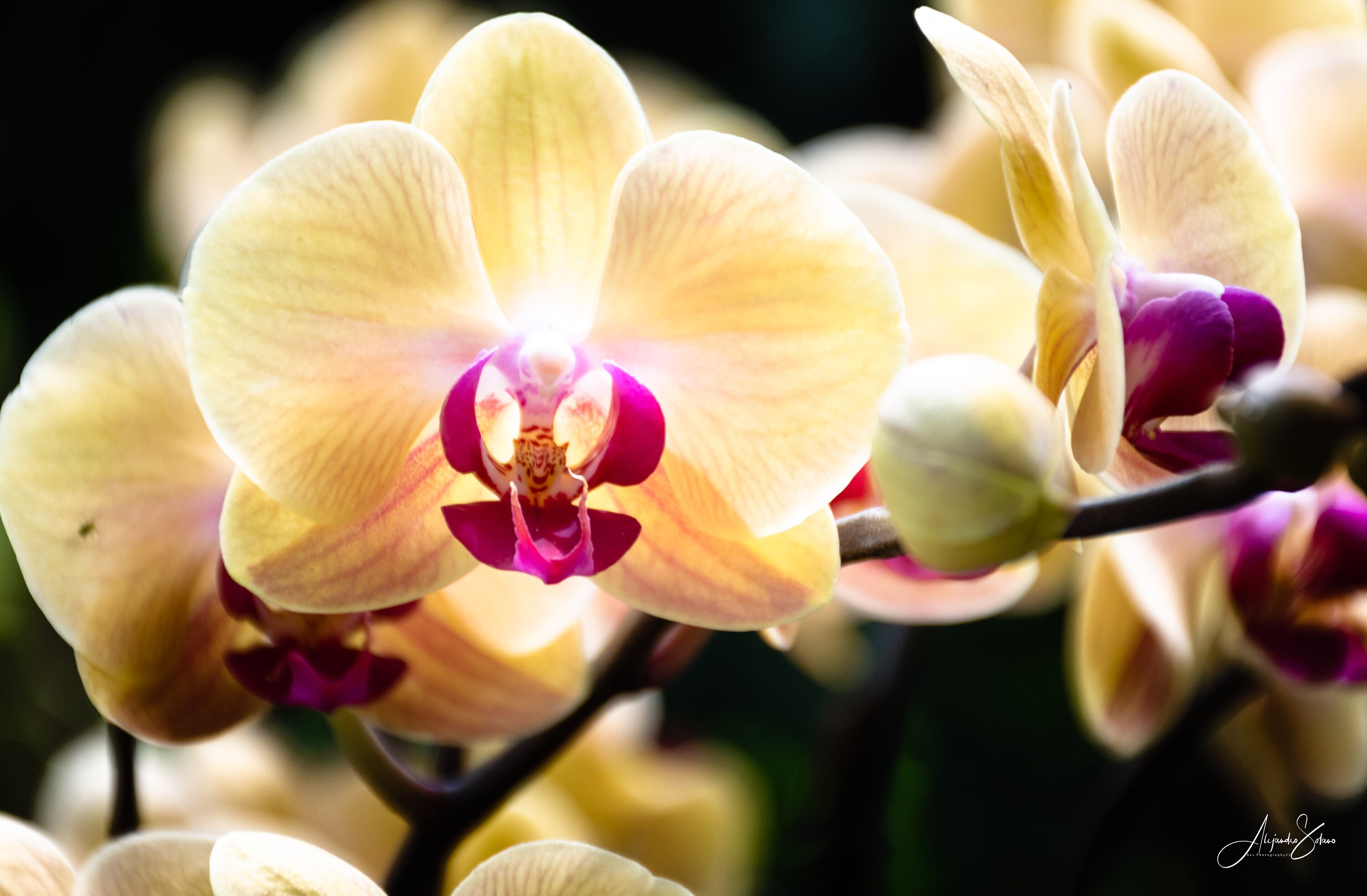 Orchid flower photography wall art orchid photography art Etsy