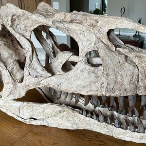 3d printed Allosaurus theropod adult head skull skeleton model dinosaur 1:1