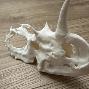 May include: A detailed, off-white triceratops skull replica. The model features a large frill, two prominent brow horns, and a single, large horn on the nose. The skull is resting on a wooden surface.