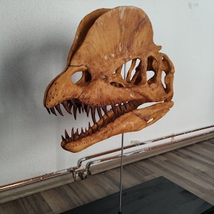 3d printed Dilophosaurus head skull skeleton dinosaur, assembled and painted 1:1