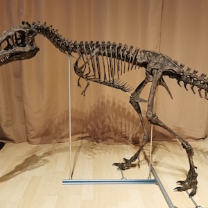 3d printed T-REX, Tyrannosaurus Rex baby skeleton model dinosaur 1:1