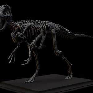 Modelo de esqueleto de dinosaurio Yutyrannus "Tirano Emplumado" impreso en 3D / Réplica de cráneo fósil a tamaño real 1:1 / Exhibición paleolítica coleccionable