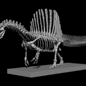 3Dプリント スピノサウルスの頭蓋骨 スピノサウルス科 スケルトンモデル 恐竜 1:20