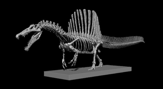 3Dプリント スピノサウルスの頭蓋骨 スピノサウルス科 スケルトン