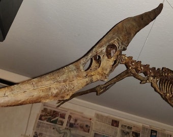 Modello di scheletro di pteranodonte rettile volante stampato in 3D, replica a grandezza naturale 1:1, fossile del Giurassico, Cretaceo, preistorico.