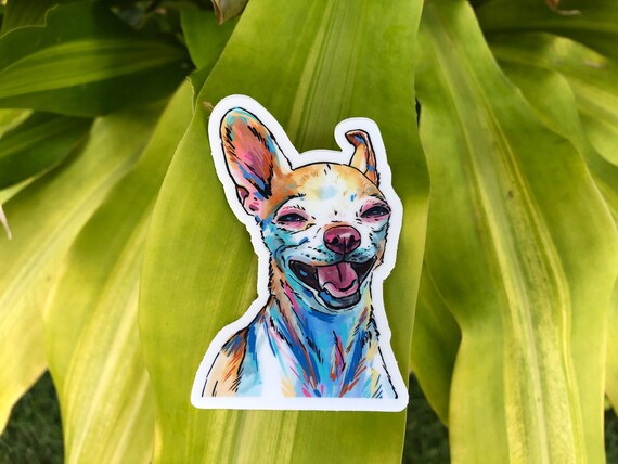 Chihuahua presents cheap