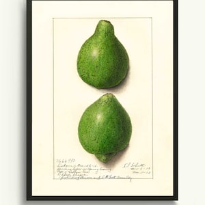 Vintage Citrus Wall Art Print, Kitchen Wall Art of Botanical print. Watercolor print of kitchen print Boho Wall Art. Retro Illustration Art