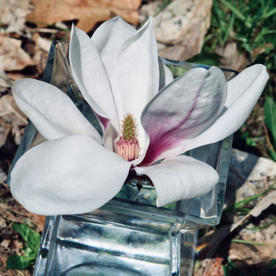Magnolia Flower Essence Spiritual Healing Emotional Etsy