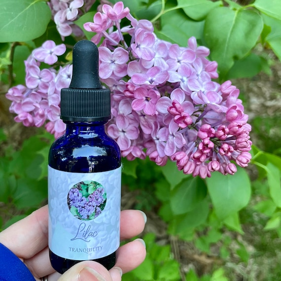 Lilac Flower Essence Tranquility — Stenella Farms