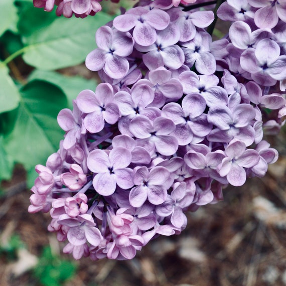 Lilac Flower Essence Tranquility — Stenella Farms