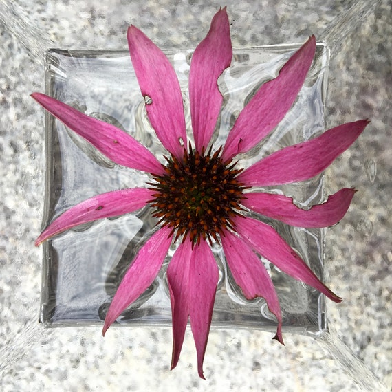 Echinacea (coneflower) Flower Essence Heart Protector — Stenella Farms