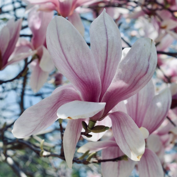 Magnolia Flower Essence Confidence — Stenella Farms