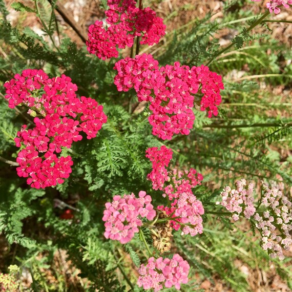Pink Yarrow Flower Essence Boundaries Aligned — Stenella Farms