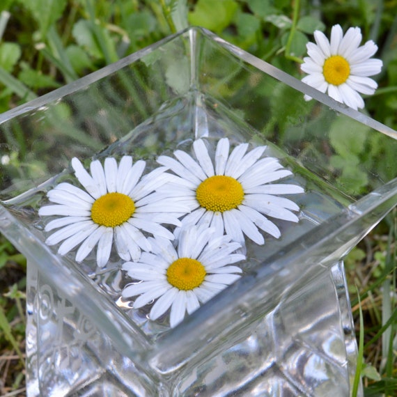 Daisy Flower Essence Nature's Rhythms — Stenella Farms