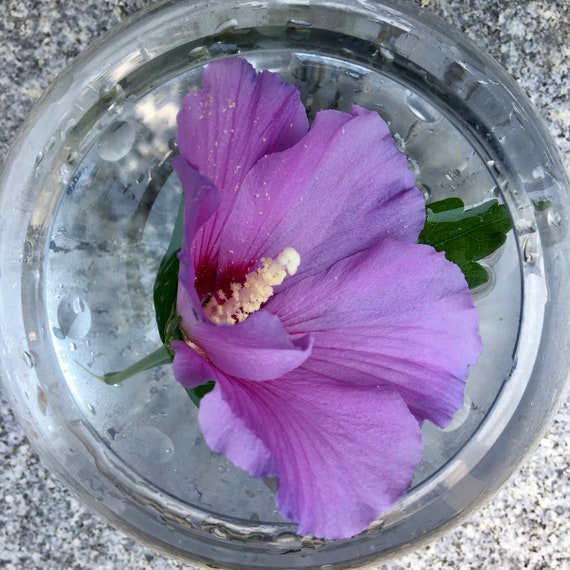 Purple Hibiscus Flower Essence Creative Power — Stenella Farms