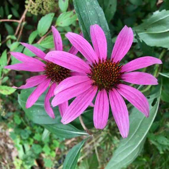 Echinacea (coneflower) Flower Essence Heart Protector — Stenella Farms