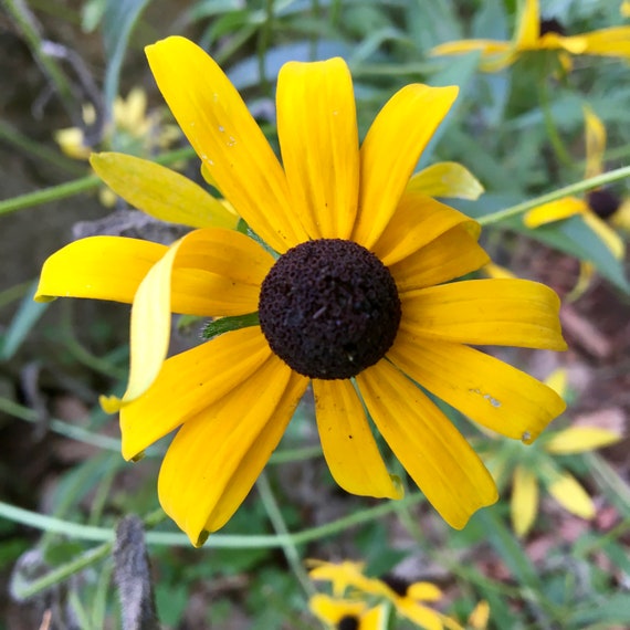 Black Eyed Susan Flower Essence Awaken Consciousness — Stenella Farms