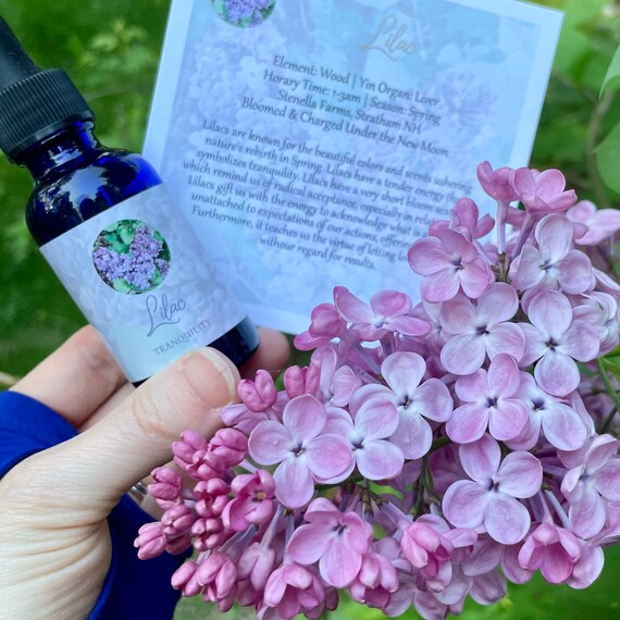Lilac Flower Essence Tranquility — Stenella Farms