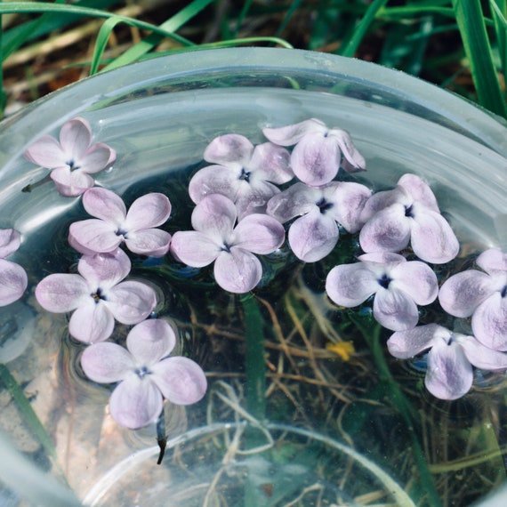 Lilac Flower Essence Tranquility — Stenella Farms