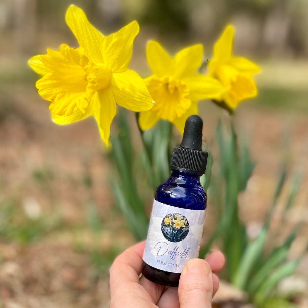 Daffodil Flower Essence Spiritual Healing Emotional Healing Alchemy