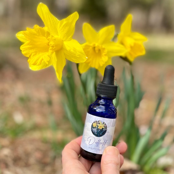Daffodil Flower Essence Spiritual Healing Emotional Etsy