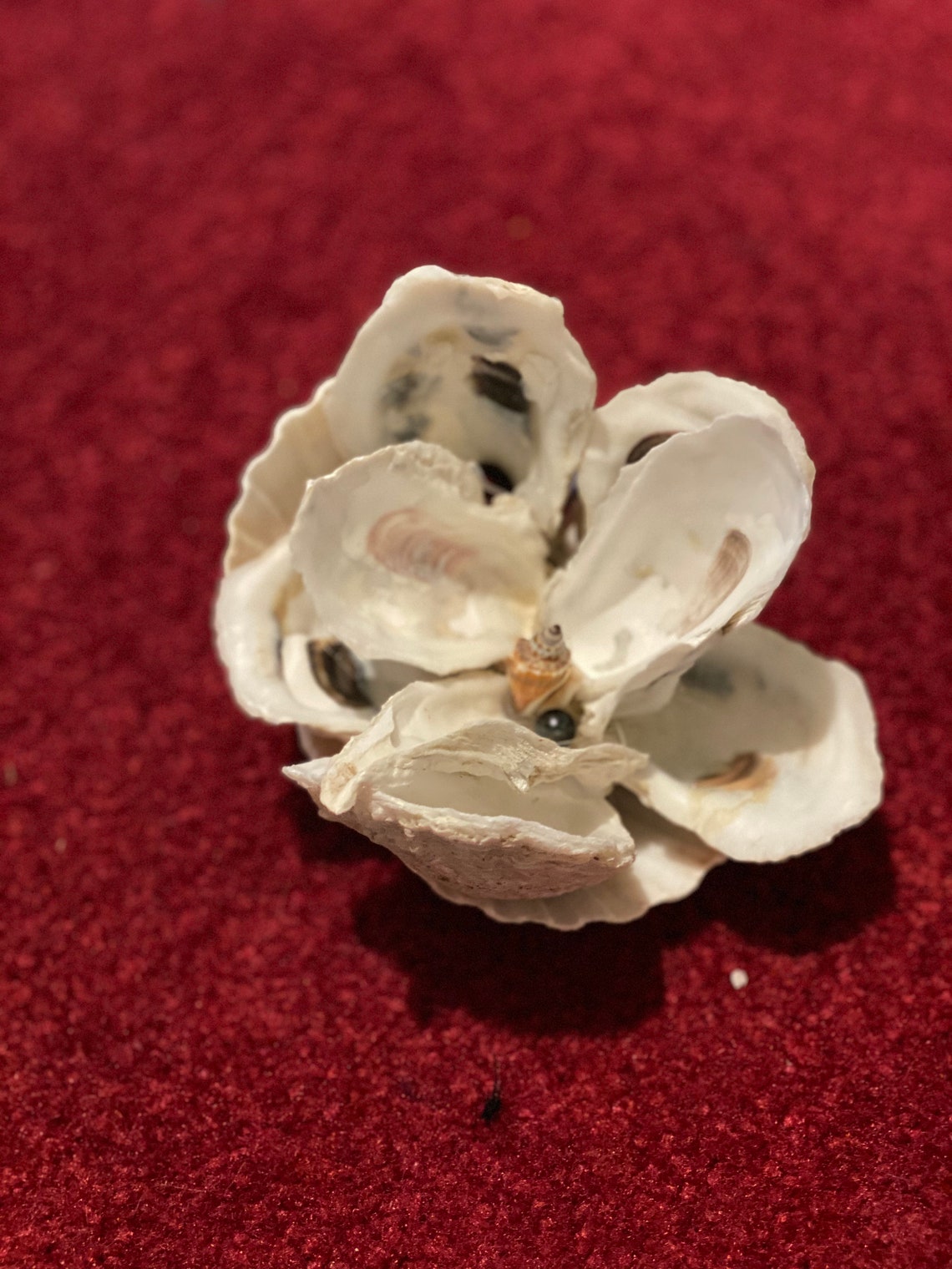 Oyster Shell Magnolias Etsy