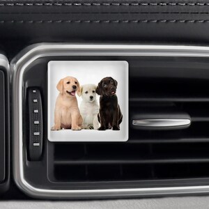May include: Three Labrador Retriever puppies sitting in a row. The puppy on the left is light brown, the middle puppy is white, and the puppy on the right is black.