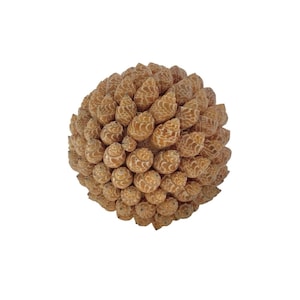 May include: A spherical decorative object composed of numerous small, tan seashells. The shells have a spiral pattern and are arranged in a dense, textured formation. The object is set against a plain white background.